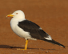 1cy fuscus in August, ringed in Finland. (81365 bytes)